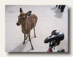 Bambi and my bike seat could be brothers. IMG_6699